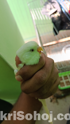 Albino red eye